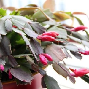 Christmas Cactus Plant