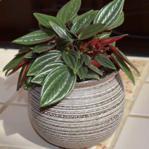 Peperomia Indoor Plant