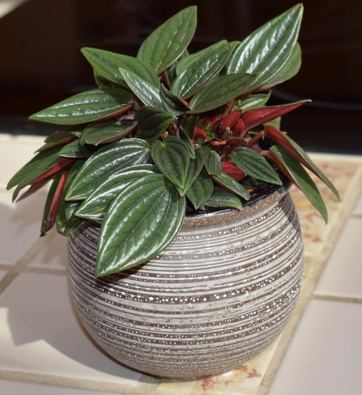 Peperomia Indoor Plant