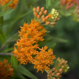 Butterfly Weed Flowering Plant