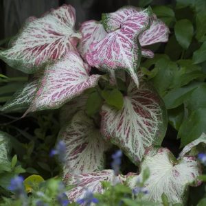 Pink and White Caladium Plant