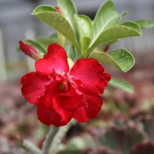 Red Desert Rose Plant