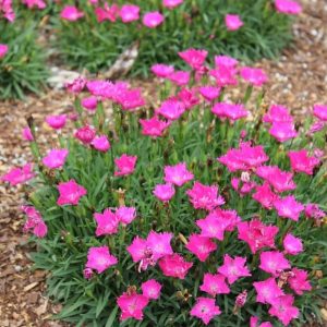 Dianthus Kahori Flowering Plant