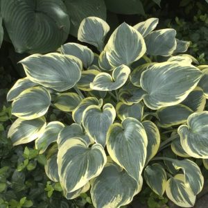 Variegated Hosta Plant