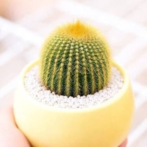 Golden Barrel Mini Cactus