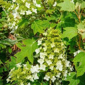 Oakleaf Hydrangea Plant