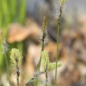 Oak Sedge Ornamental Grass