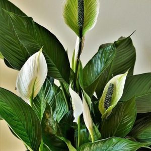 Peace Lily Plant