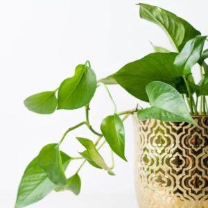 Green Pothos Plant