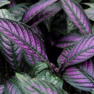 Persian Shield Plant