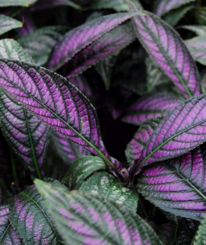 Persian Shield Plant