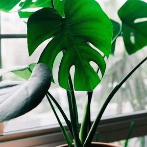 Monstera Indoor Plant