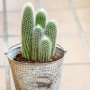 Saguaro Style Potted Cactus