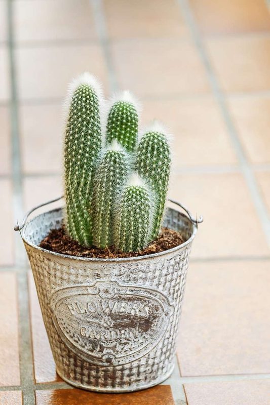 Saguaro Style Potted Cactus