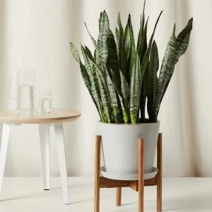 Bloomscape Adjustable Acacia Plant Stand
